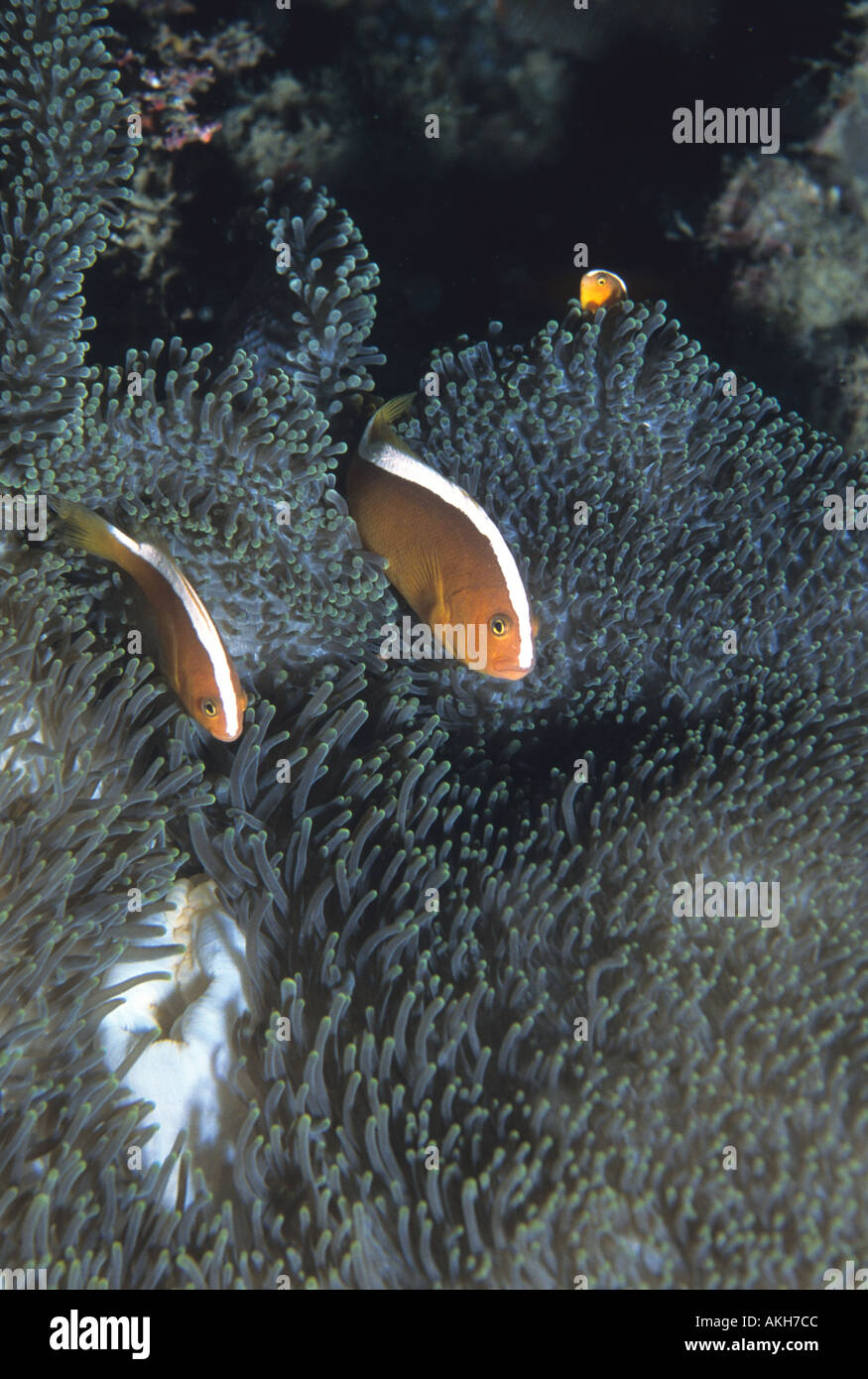 Two Skunk Anemonefish also called Skunk Clownfish Amphiprion sandaracinos in Heteractis crispa anemone north of Mike s Place Tan Stock Photo