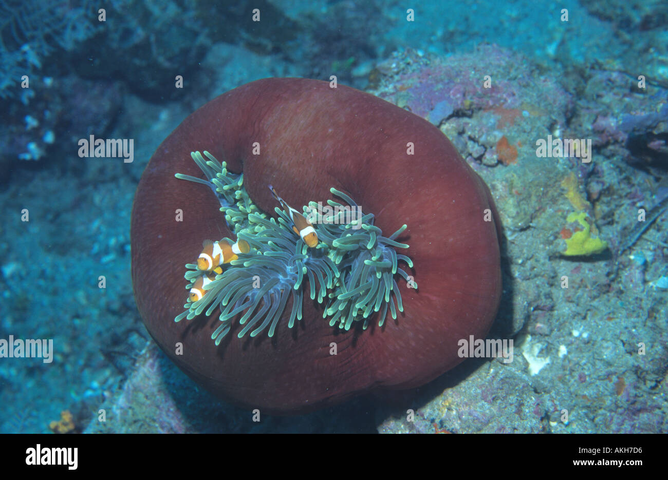 Ocellated or Common Anemonefish Amphiprion ocellaris also called clownfish shut out of their anemone Heteractis magnifica Partri Stock Photo