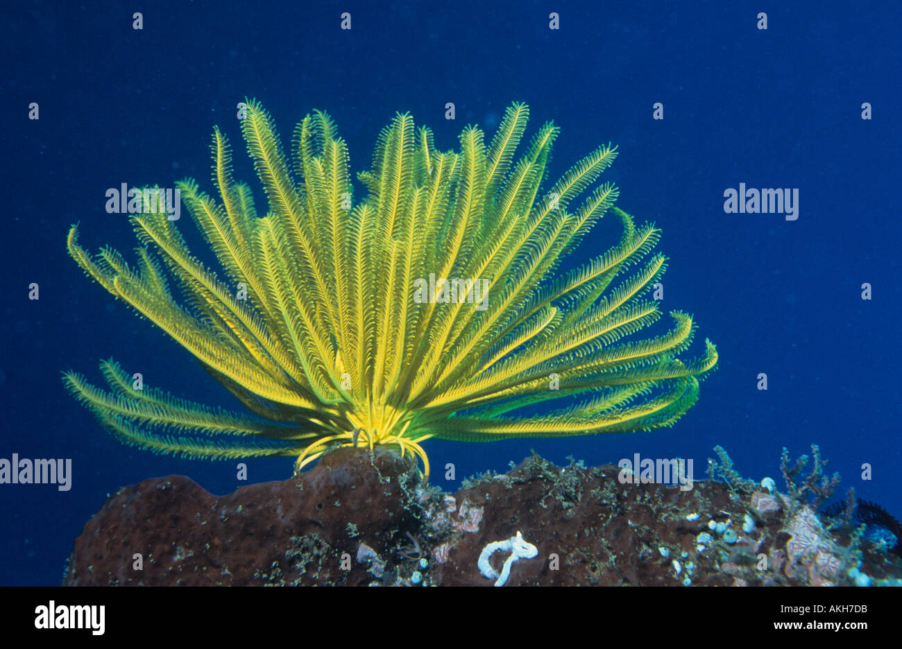 Bright yellow feather star Oxycomanthus bennetti feeding in the current attached to substrate by its cirri Partridge Place Tampu Stock Photo