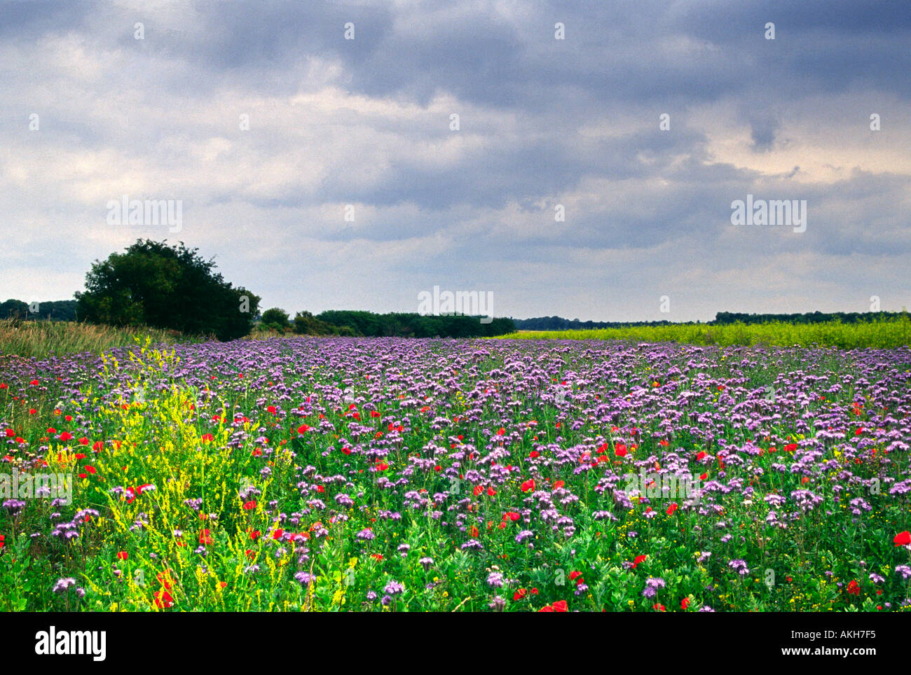 Flower Meadow West of Burford Cotswolds Gloucester UK Stock Photo