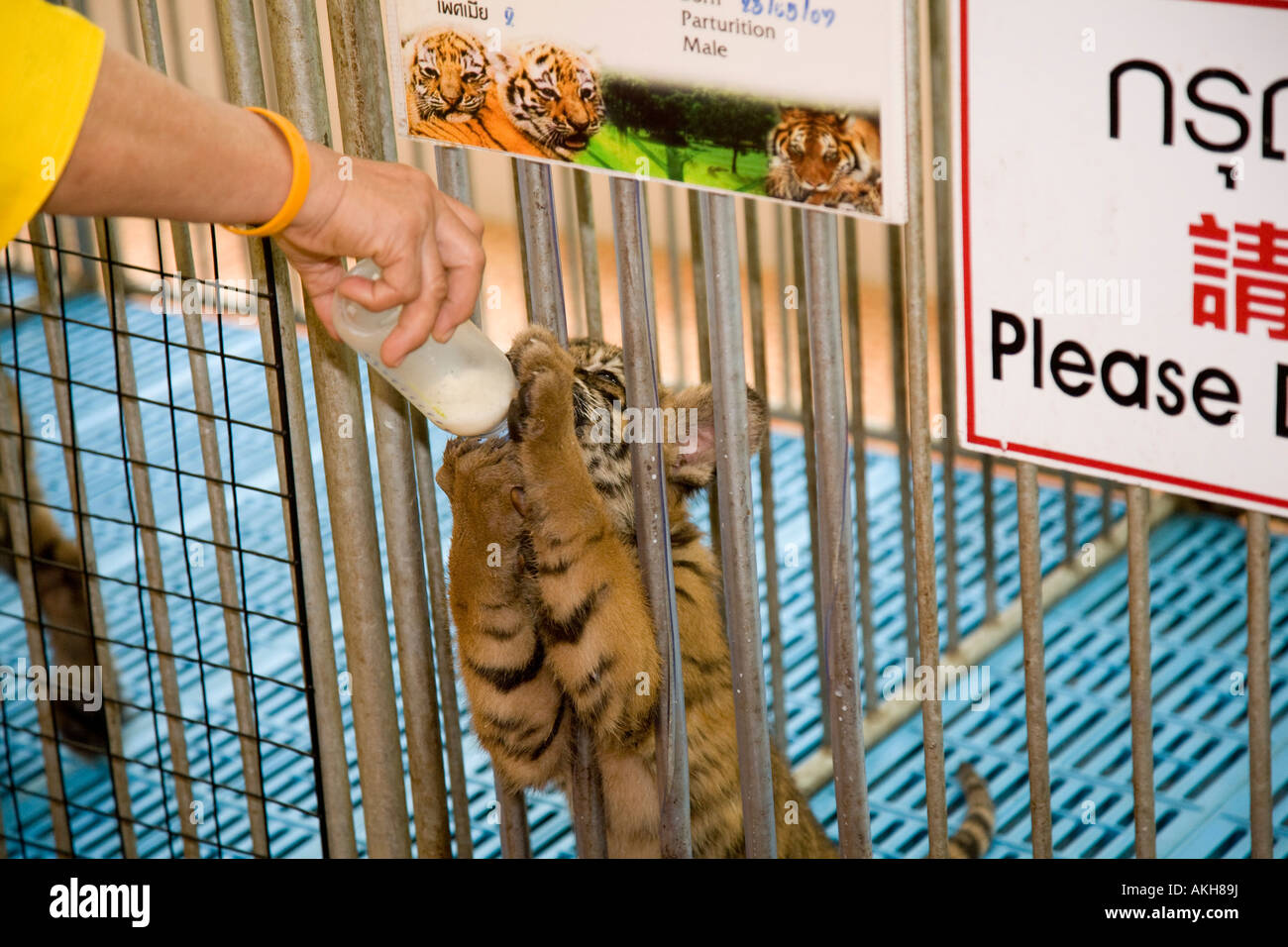Feeding tiger cubs with bottles of milk hi-res stock photography and