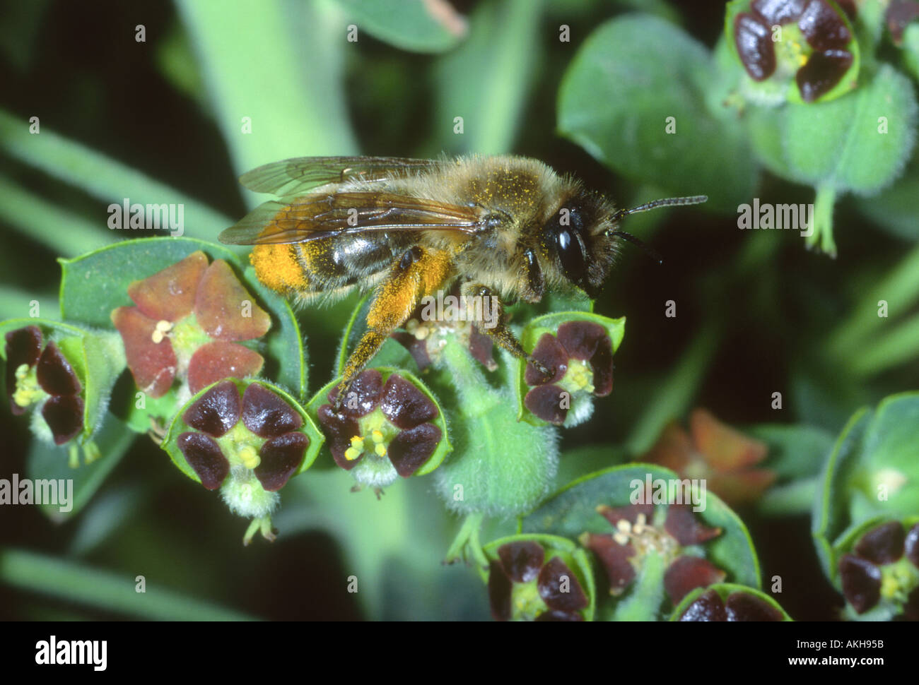 Bee, Family Andrenidae. With abdomen and tibia full of pollen, collecting nectar and pollen on Euphorbiae flower Stock Photo