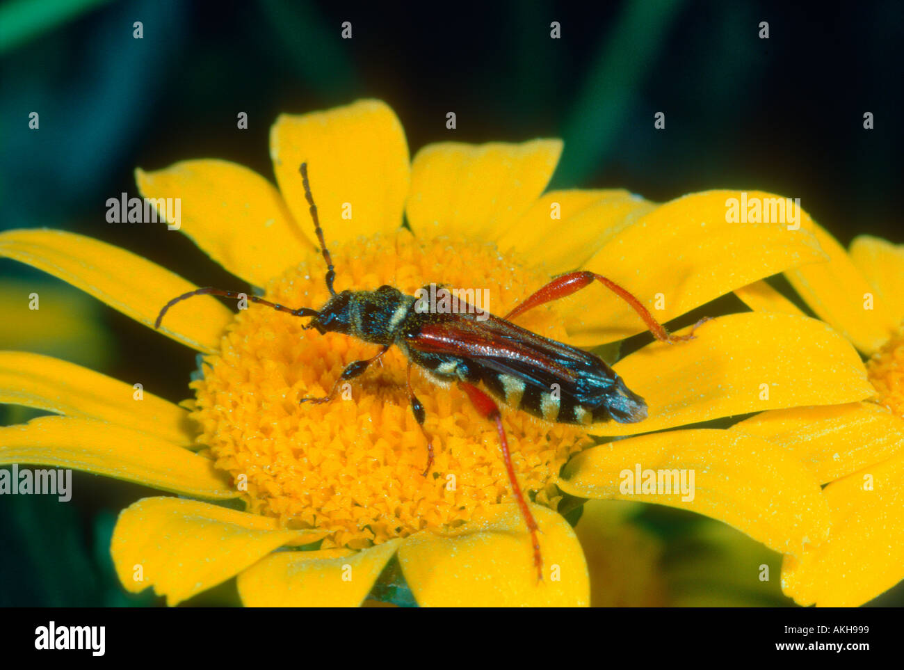 Longhorn Beetle, Family Cerambycidae. On flower Stock Photo
