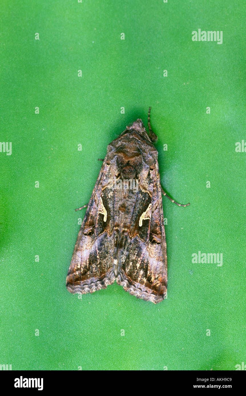 Silver Y Moth, Autographa gamma Stock Photo - Alamy