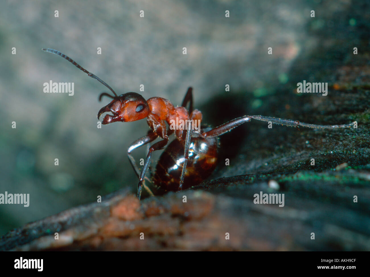 Guard ants hires stock photography and images Alamy