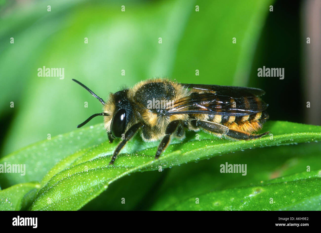 Leafcutter Bee, Megachile sp. On leaf Stock Photo Alamy