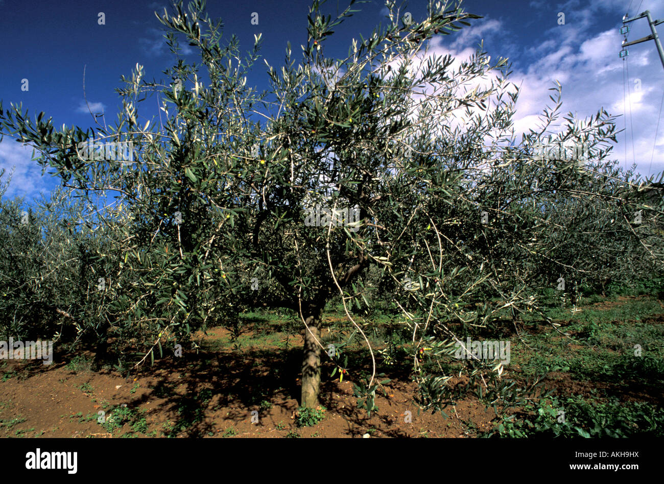 Olive trees, Longiano, Emilia Romagna, Italy Stock Photo