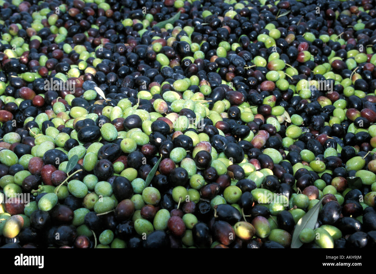 Olives, Antico Frantoio Turchi oil maker, Longiano, Emilia Romagna, Italy Stock Photo