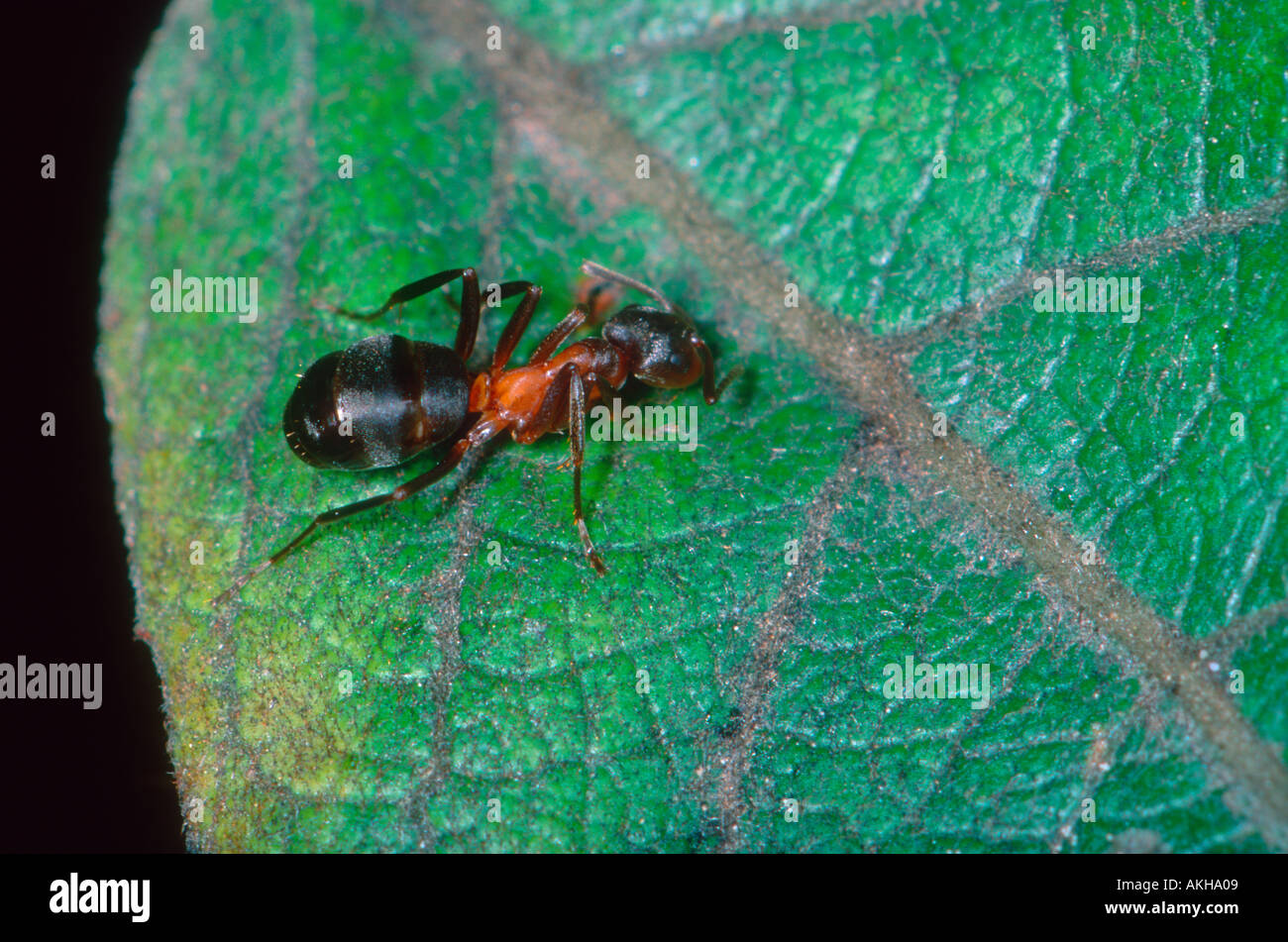 Wood Ant, Formica rufa. Worker on leaf Stock Photo