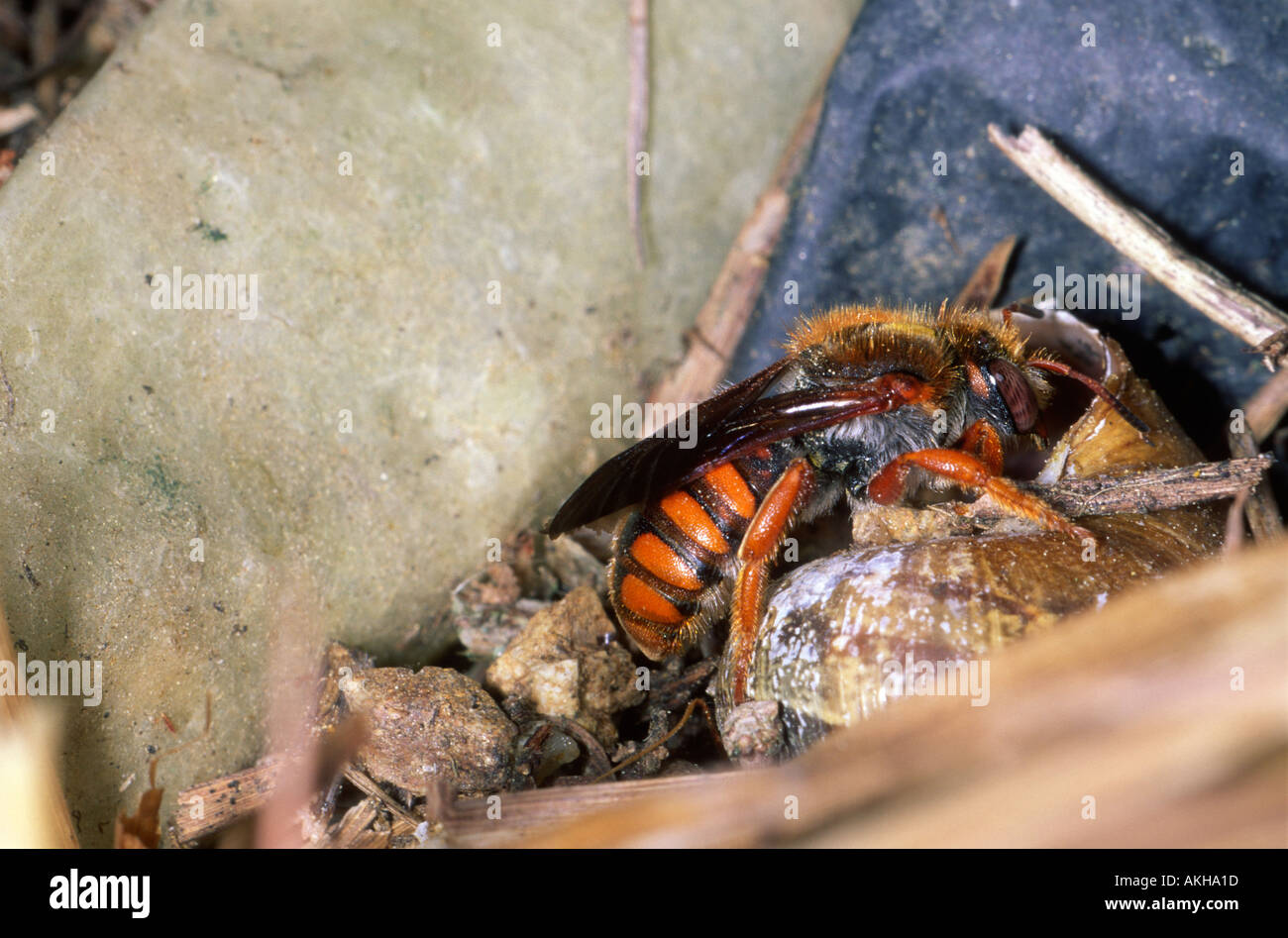 Snail shell nest hires stock photography and images Alamy