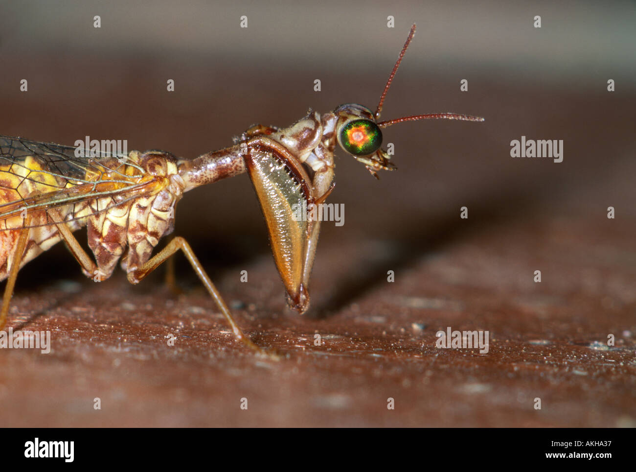 Mantis Fly, Mantispa styriaca Stock Photo