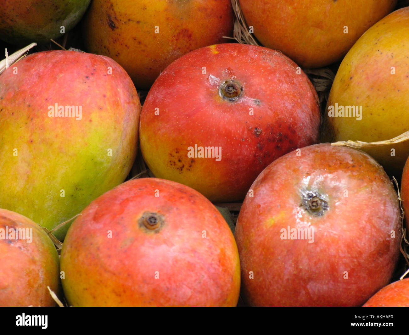 Mangoes Mangifera indica L. Anacardiaceae Stock Photo Alamy