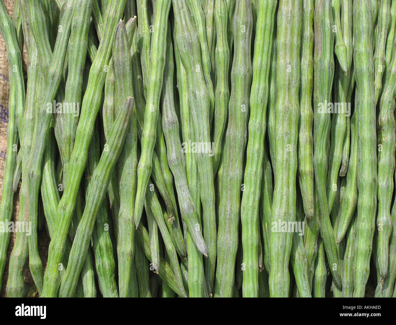 Moringa oleifera, Horse Radish Drumstick Stock Photo Alamy