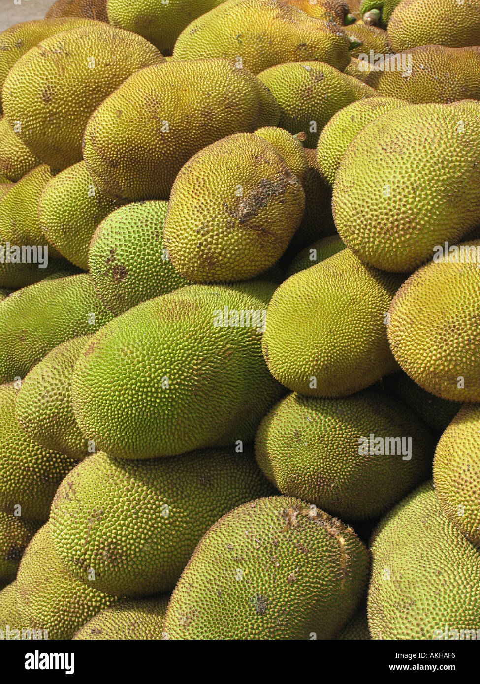Jackfruit Artocarpus heterophyllus Lam. Moraceae. Jackfruit is the