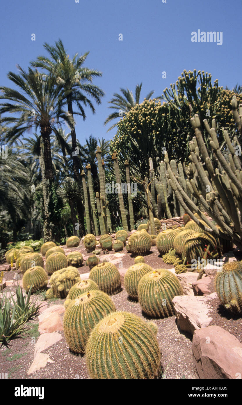 Rows of different cactus, ending in a palm tree forest., Elche, Elx Huerto  del Cura Prist Garden, Costa Blanca Valencia, Spain Stock Photo - Alamy
