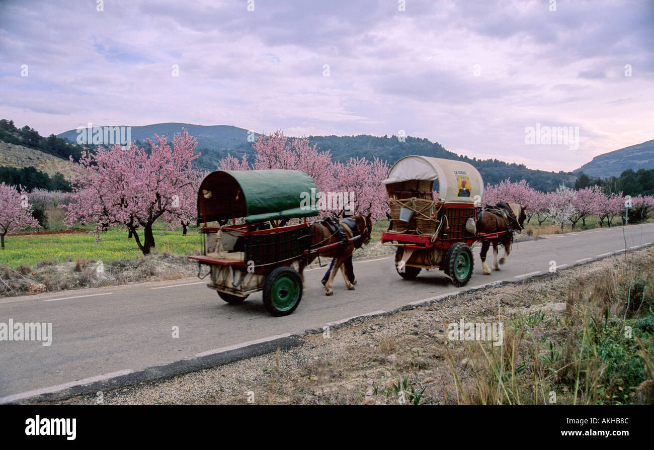 Almond blossom old transport typical old horse pull carreages Alicante Costa blanca Valencia Spain Stock Photo