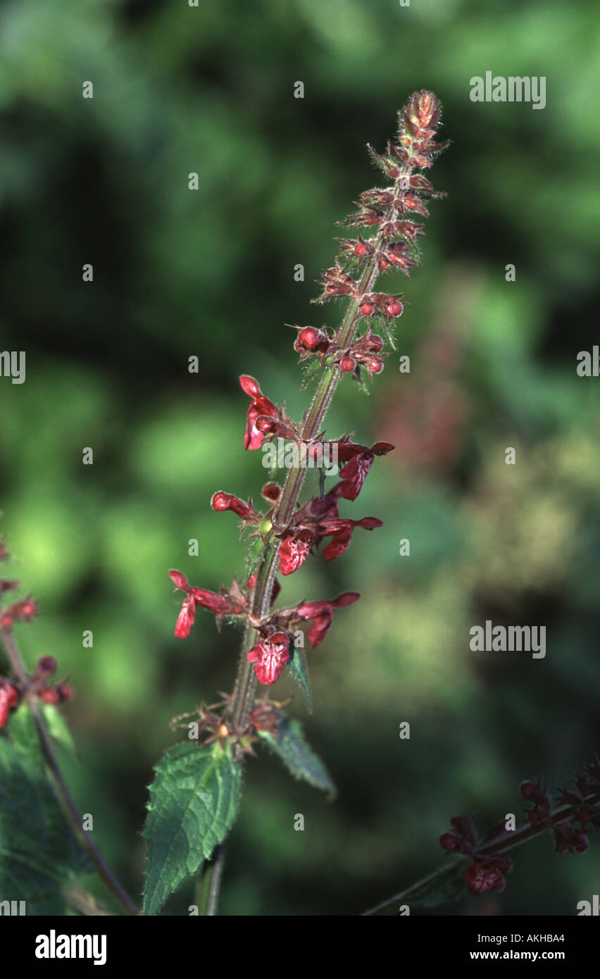 Hedge Woundwort, Stachys sylvatica Stock Photo