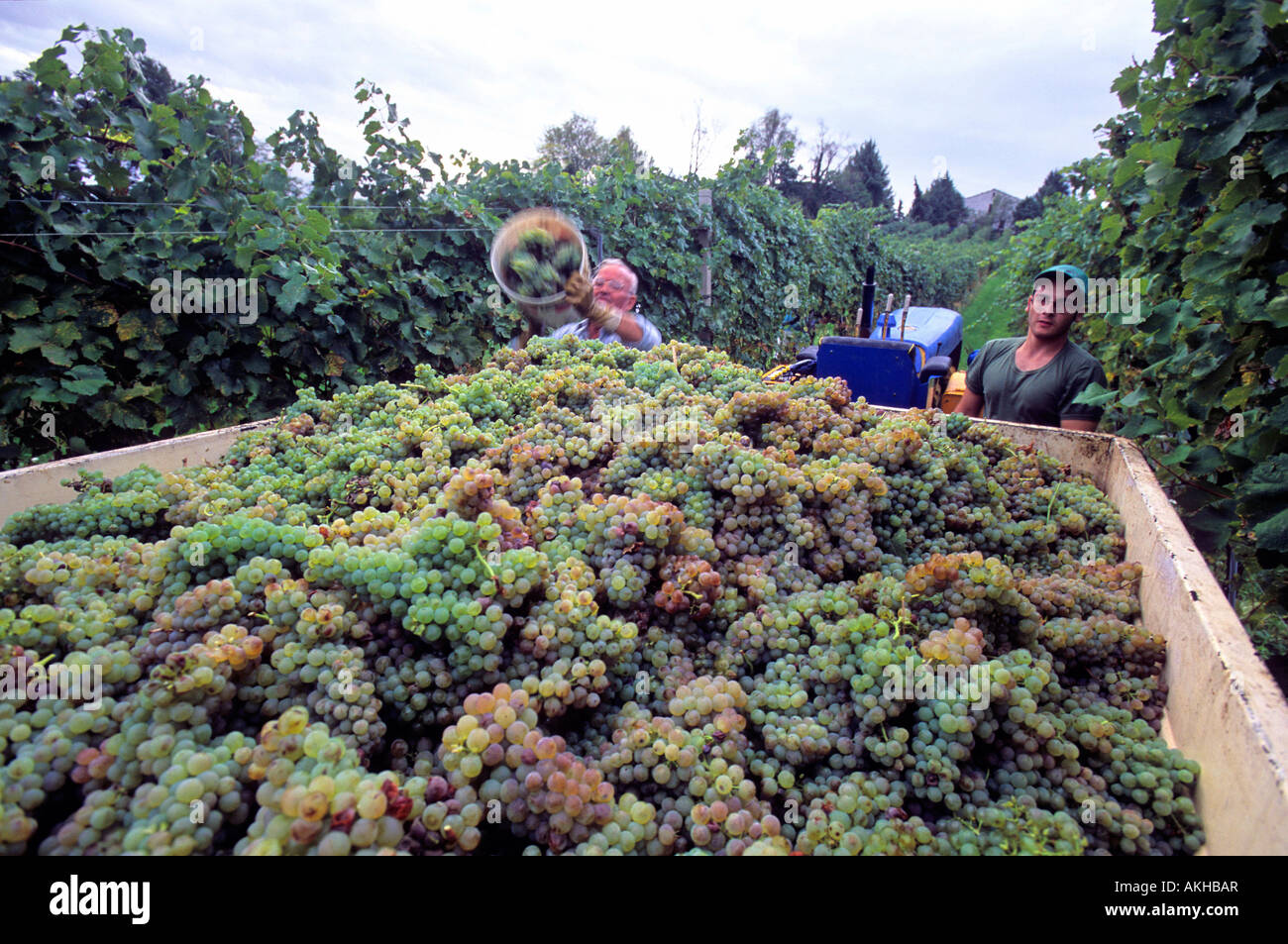 Grape harvesting, Cupramontana, Marche, Italy Stock Photo