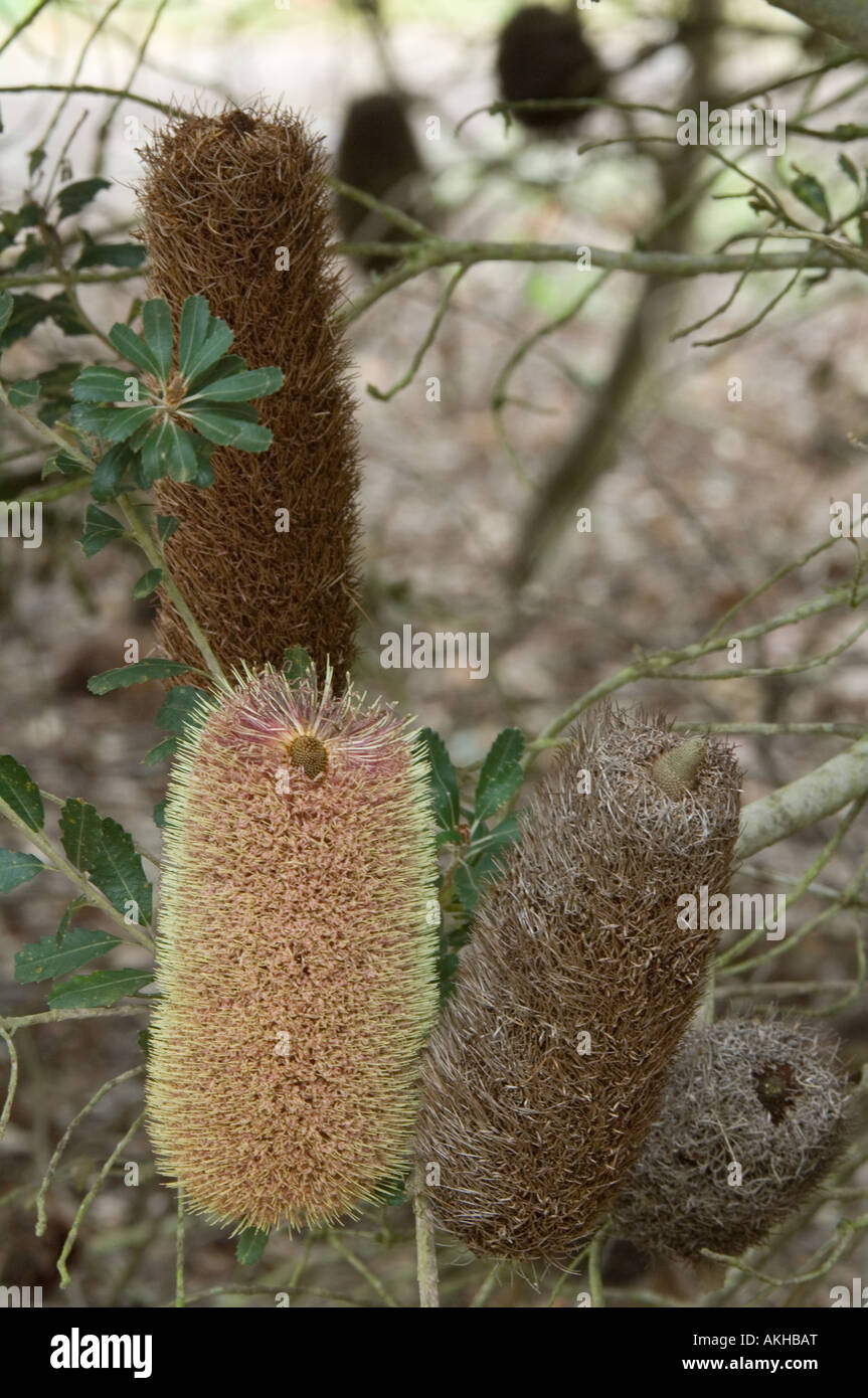 Cutleaf Banksia (Banksia praemorsa lemon pink flower form