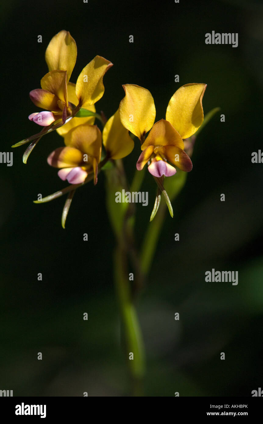 Pansy Orchid (Diuris magnifica) flowers, Kings Park, Perth, Western Australia, September Stock Photo