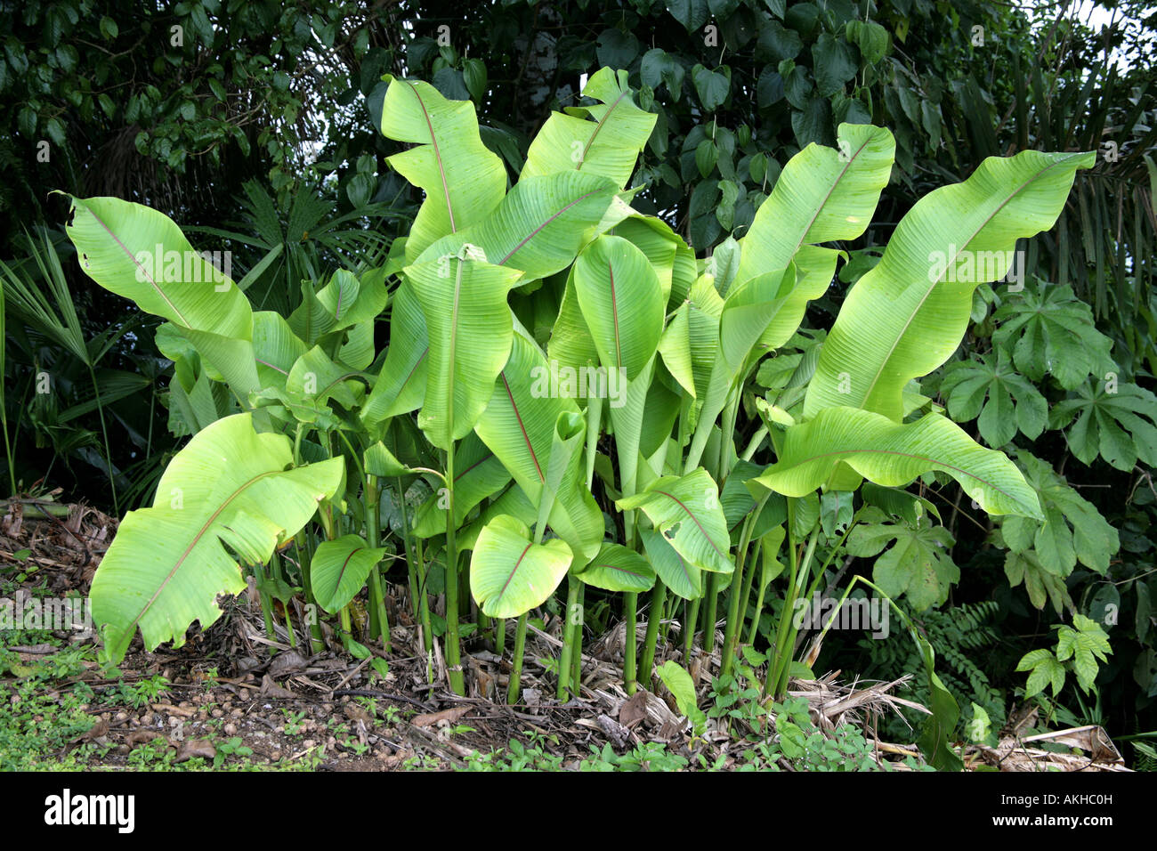 Small plantain banana plants growing in a tropical forest Stock Photo Alamy