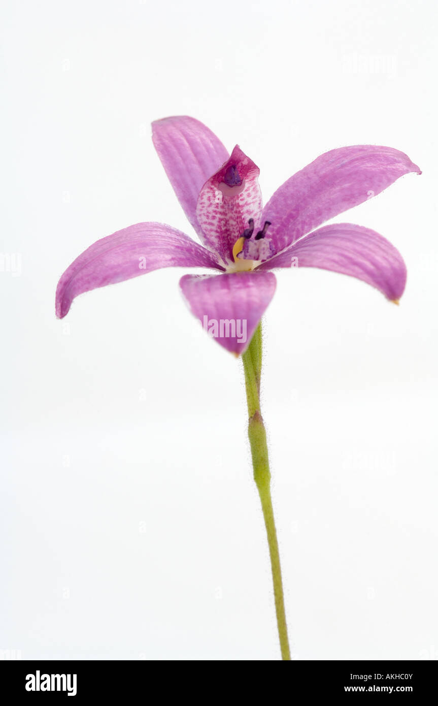 Pink Enamel Orchid (Elythranthera emarginata) flower on the white bacground, Mt. Barker, Western Australia, October Stock Photo
