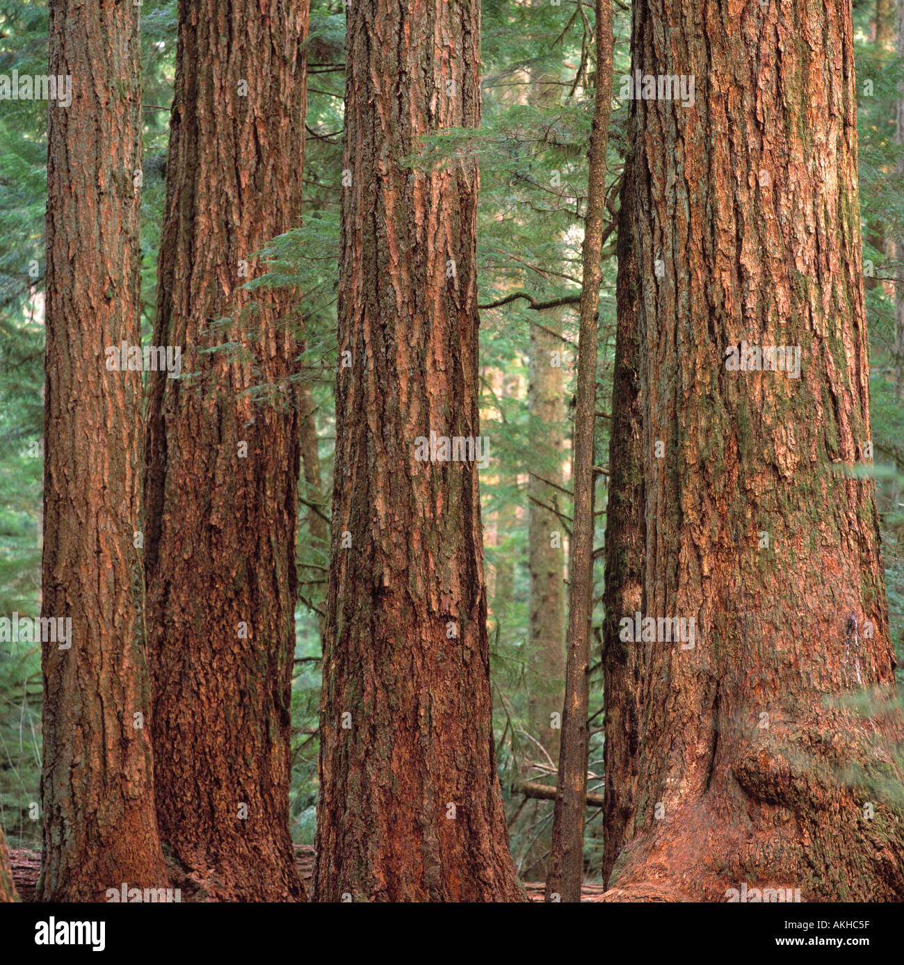 Douglas Fir Trees (Pseudotsuga menziesii) grow in Old Growth Temperate Rainforest, Pacific West Coast, British Columbia, Canada Stock Photo