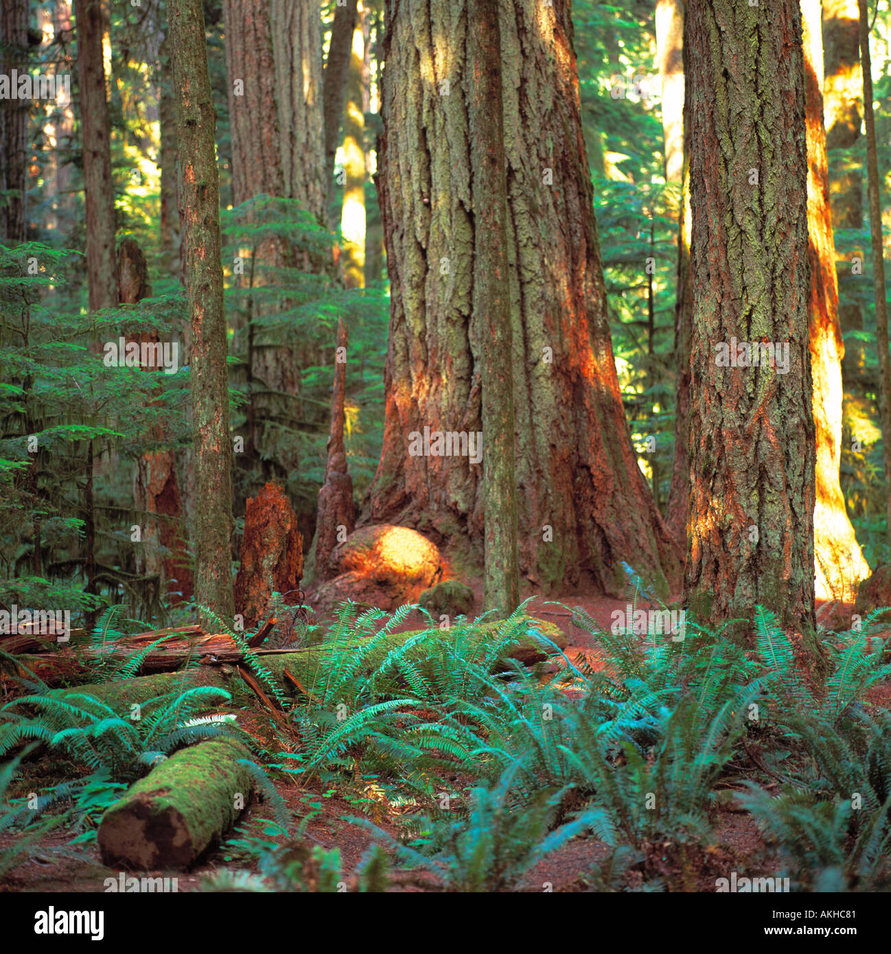 Douglas Fir Trees in a Temperate Rainforest in Cathedral Grove on Vancouver Island in British Columbia Canada Stock Photo