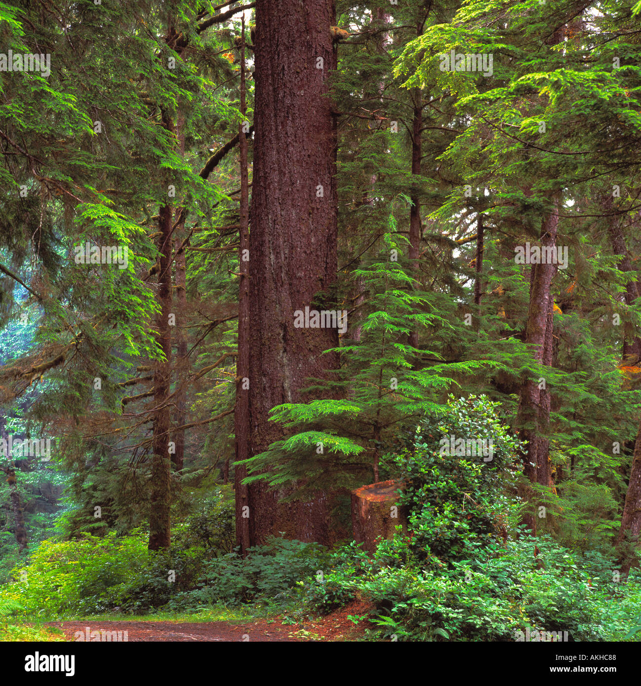 A Coniferous Temperate Rainforest on Vancouver Island along the Pacific