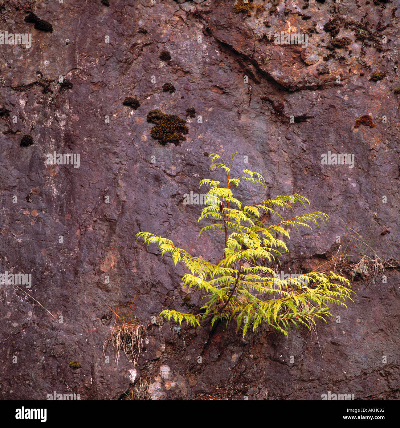 A Western Red Cedar or Thuja plicata Seedling grows out of a Rock Face along the Pacific West Coast of British Columbia Canada Stock Photo