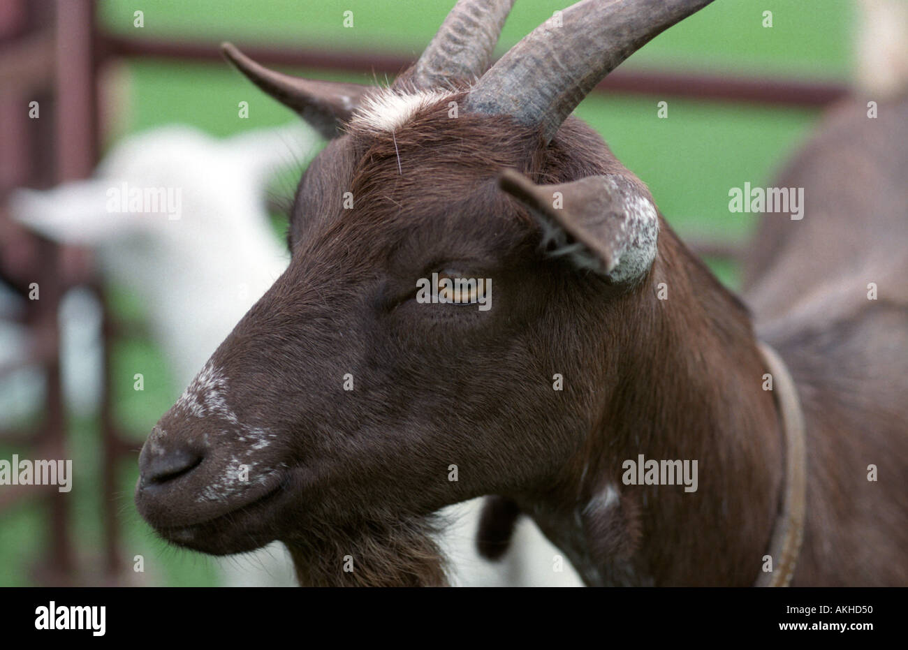 Pygmy goats at an animal show Stock Photo Alamy