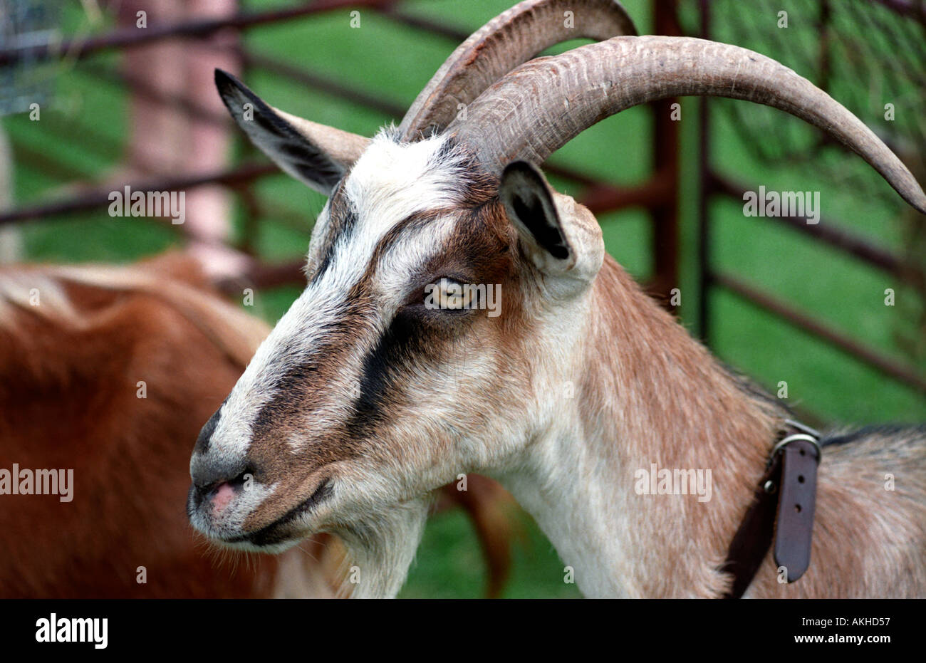 Pygmy goats at an animal show Stock Photo Alamy