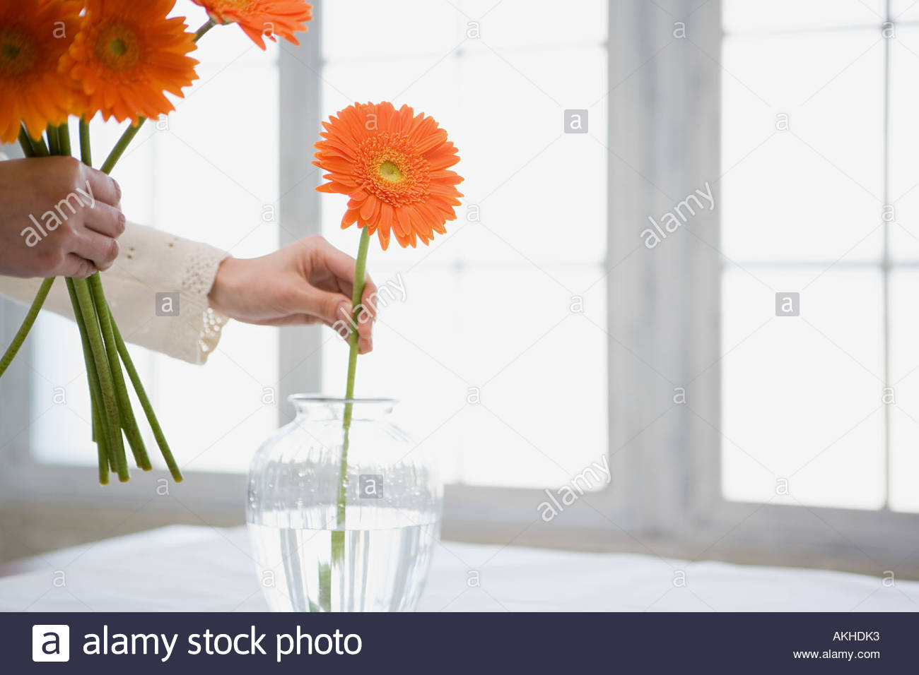 Woman placing flowers in vase Stock Photo 8573682 Alamy
