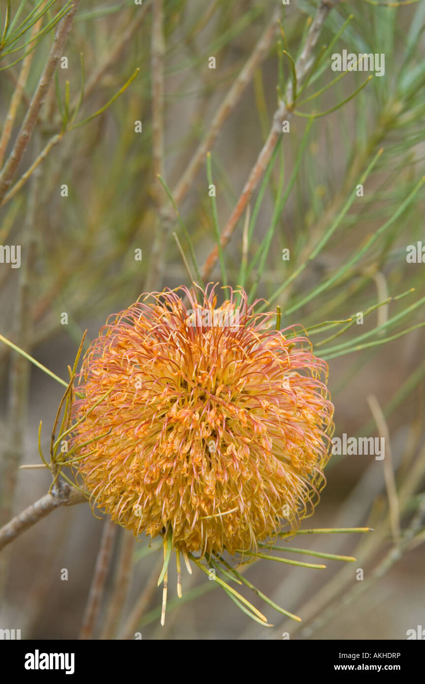 Slender Leaved Banksia (Banksia leptophylla var melletica) Inflorescence with fully opened flowers cultivated plant Banksia Farm Stock Photo