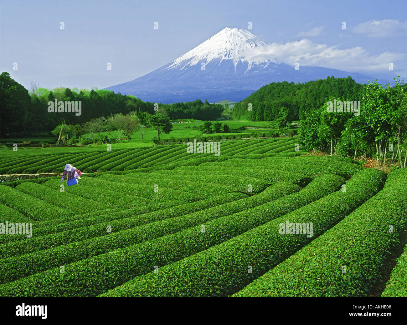Japanese woman working in tea fields below Mount Fujiyama Stock Photo