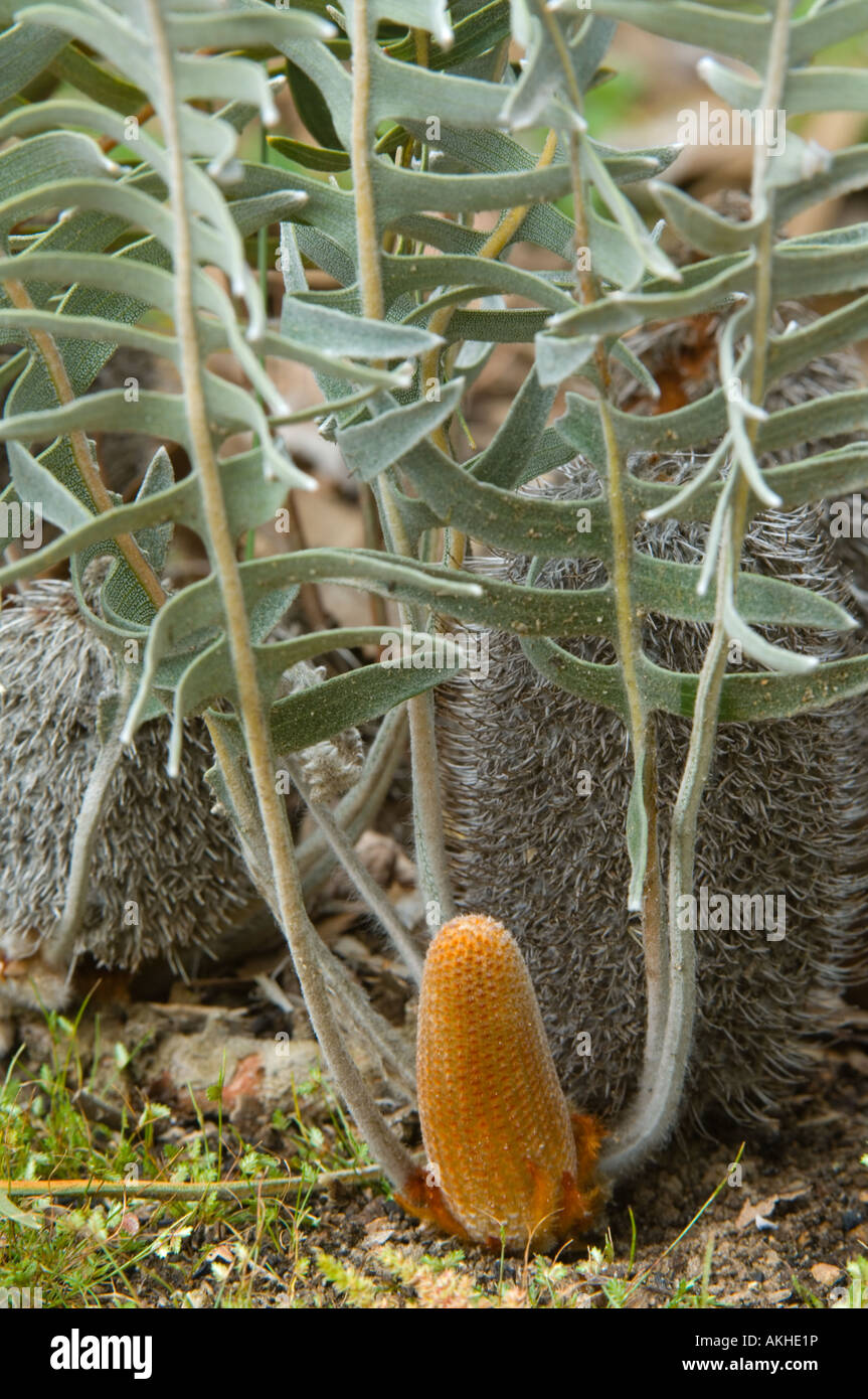 Fishbone Banksia (Banksia chamaephyton) inflorescences bud and fruiting cone with persistent old flowers, Banksia Farm, October Stock Photo