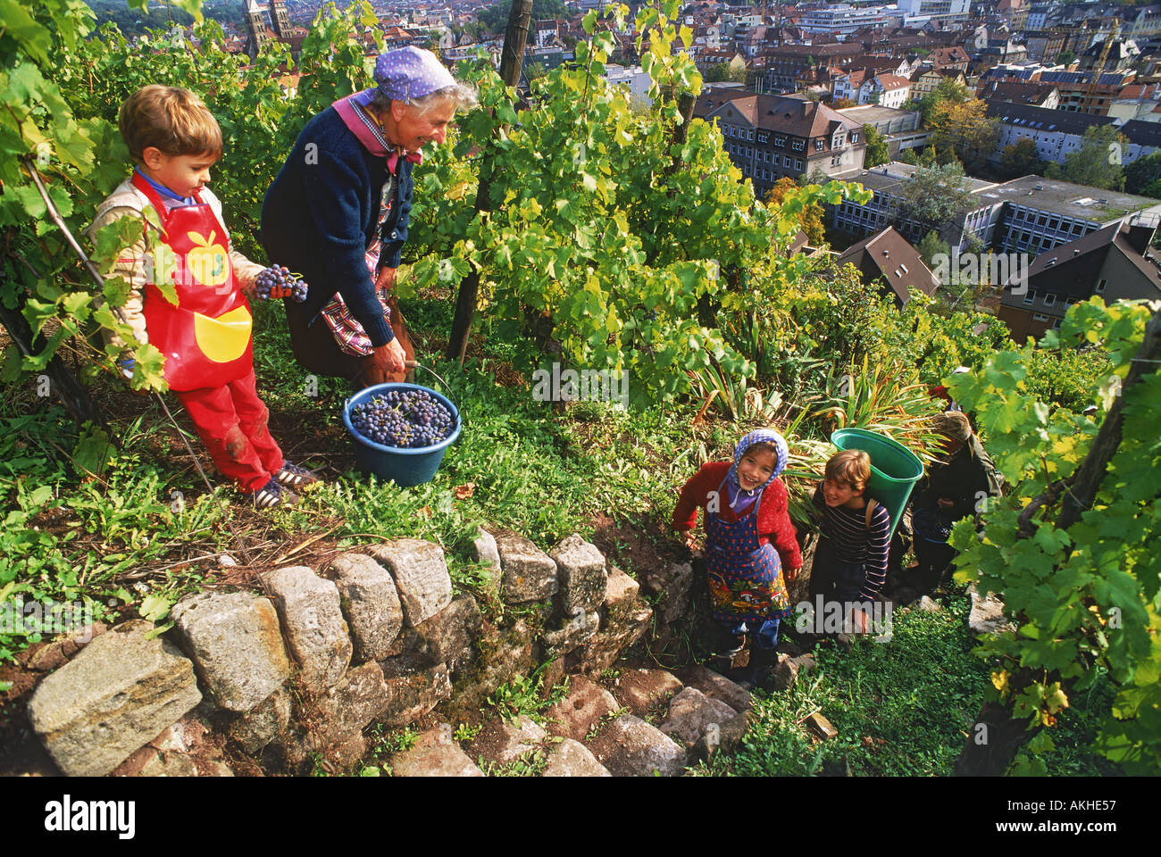Family harvesting grapes near Esslingen in Germany Stock Photo