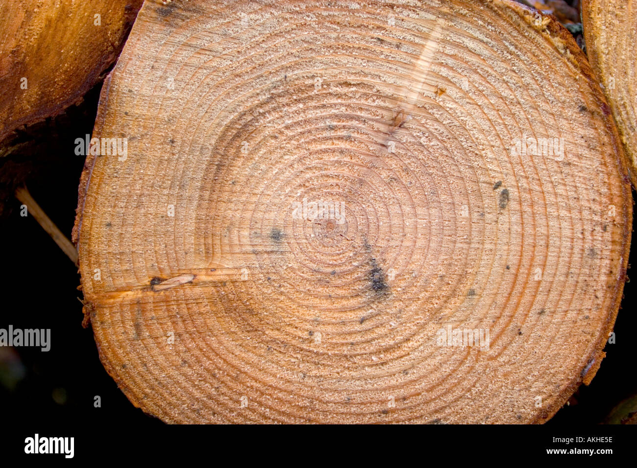 Softwood Cut timber log in close up showing growth rings and end grain structure in the scottish ...