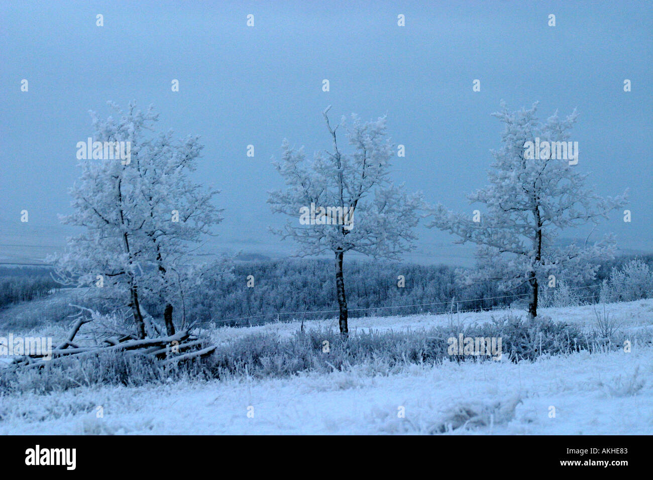 Four trees in winter Stock Photo - Alamy