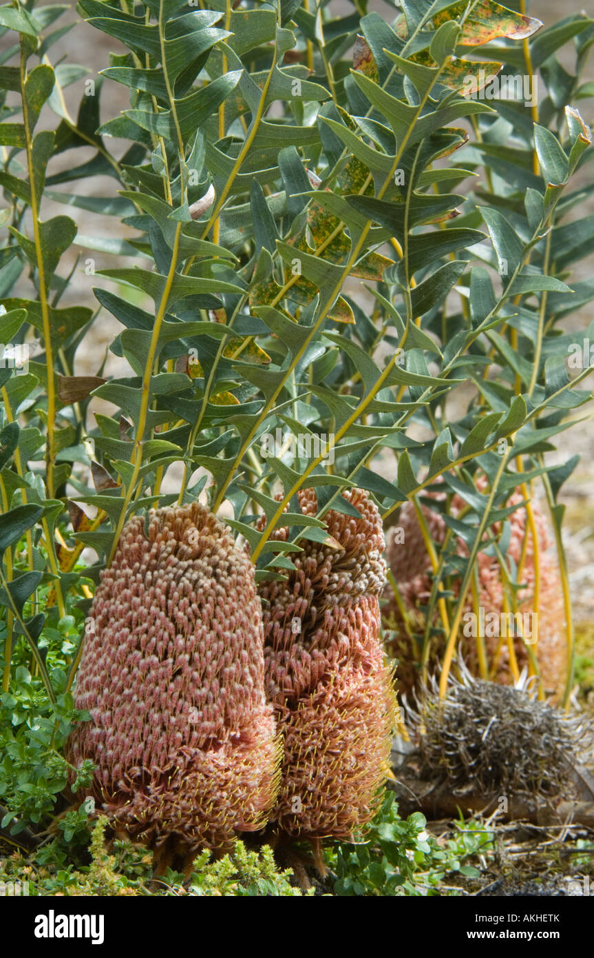 Banksia blechnifolia inflorescence with 'campass effect', more flowers fully opened on sunny side, Mt. Barker, Western Australia Stock Photo