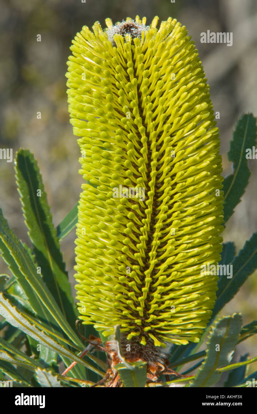 Slender Banksia (Banksia attenuata) inflorescence in bud, Fitzgerald River N.P., Western Australia, October Stock Photo