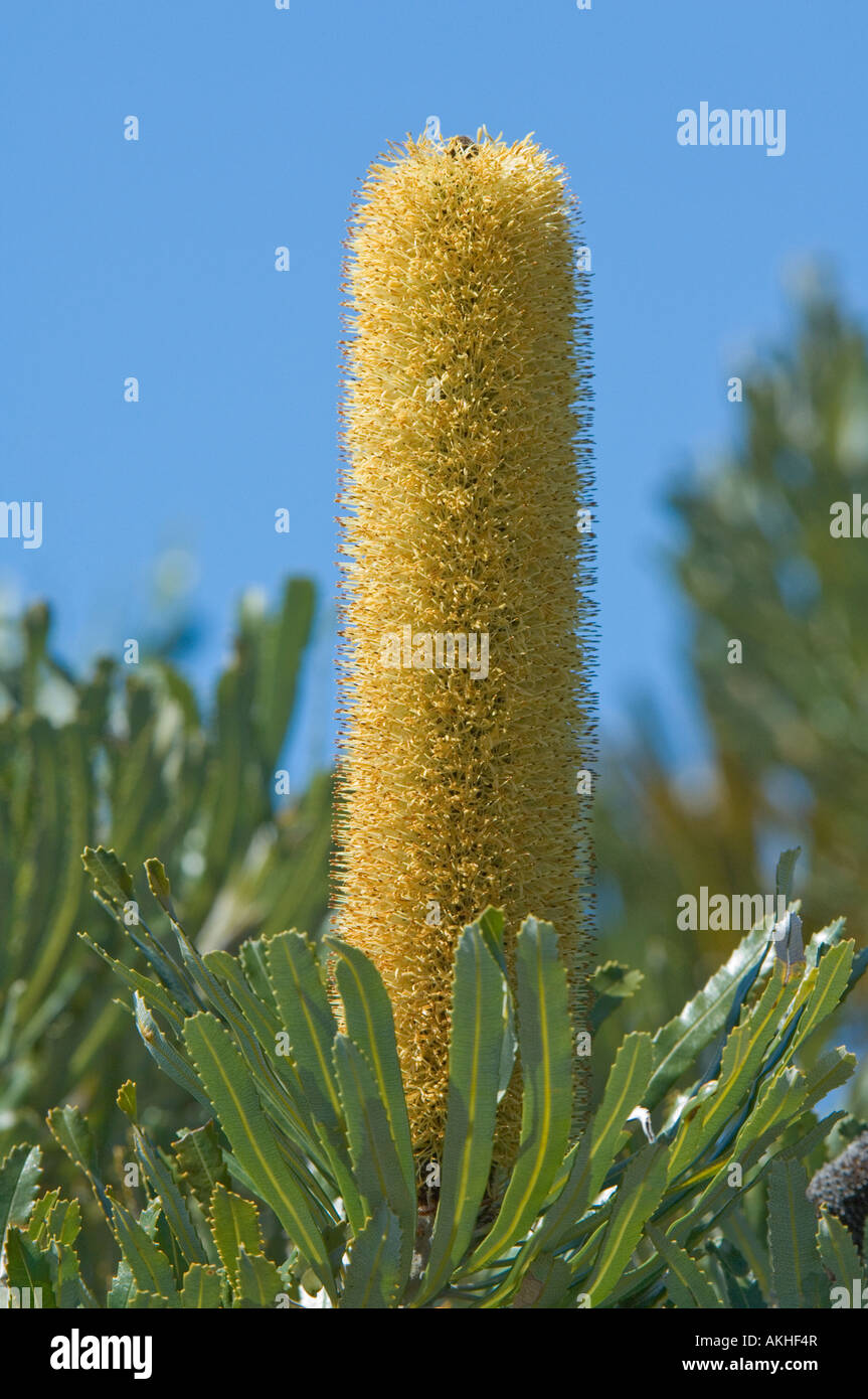 Slender Banksia (Banksia attenuata) inflorescence, flowers fully opened, Fitzgerald River N.P., Western Australia Stock Photo