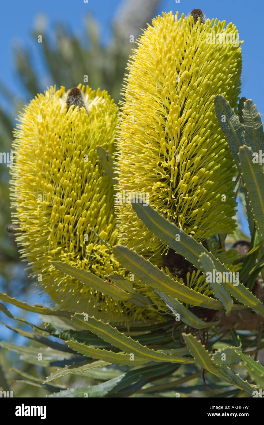Candlestick Banksia (Banksia attenuata) with double flower spike, Fitzgerald River National Park, Western Australia, October Stock Photo