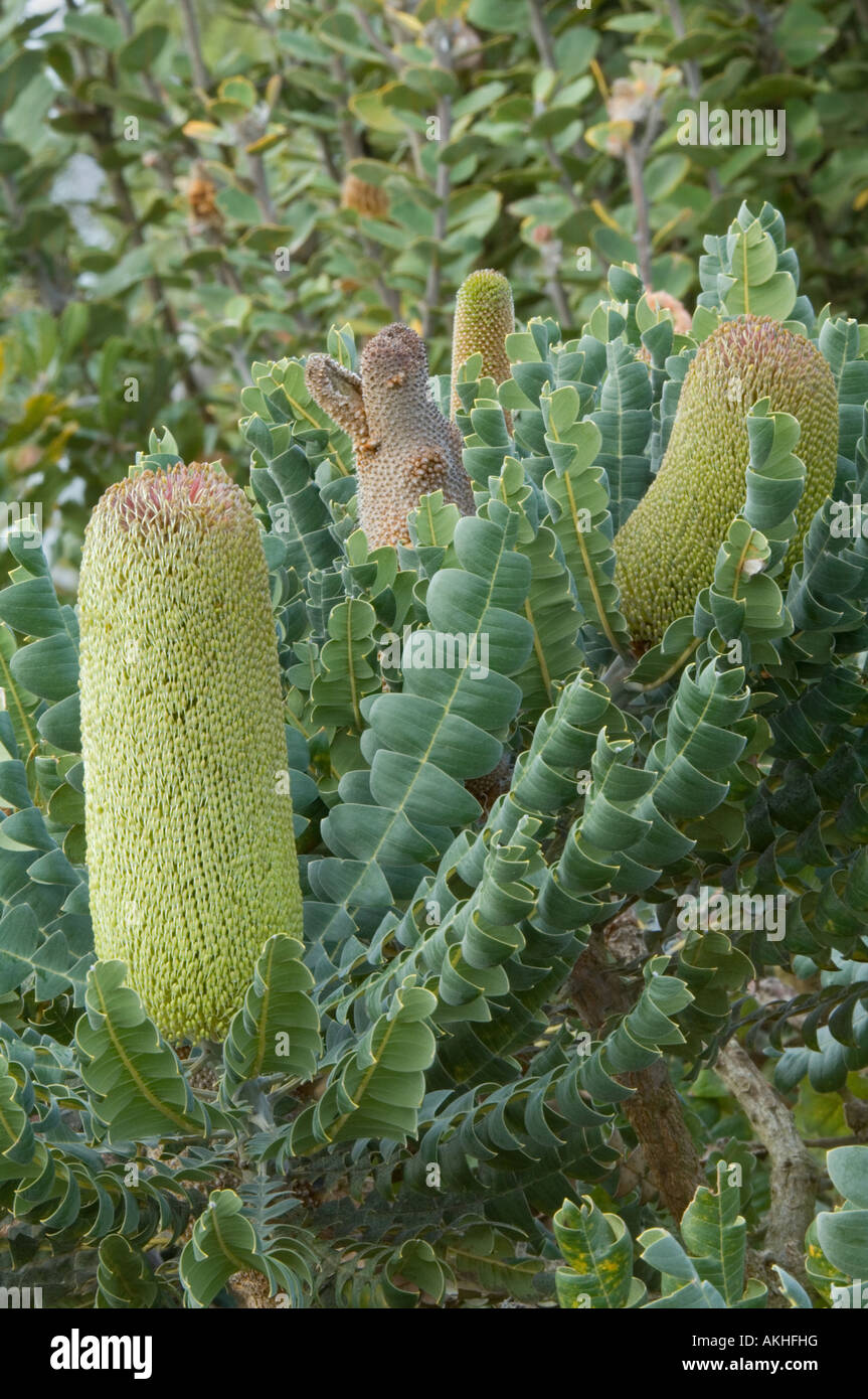 Giant Banksia (Banksia grandis) inflorescence in bud, Fitzgerald River