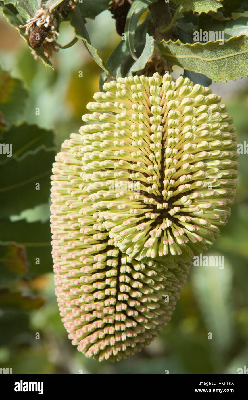 Yellow Lantern Banksia 10 Seeds Banksia lemanniani