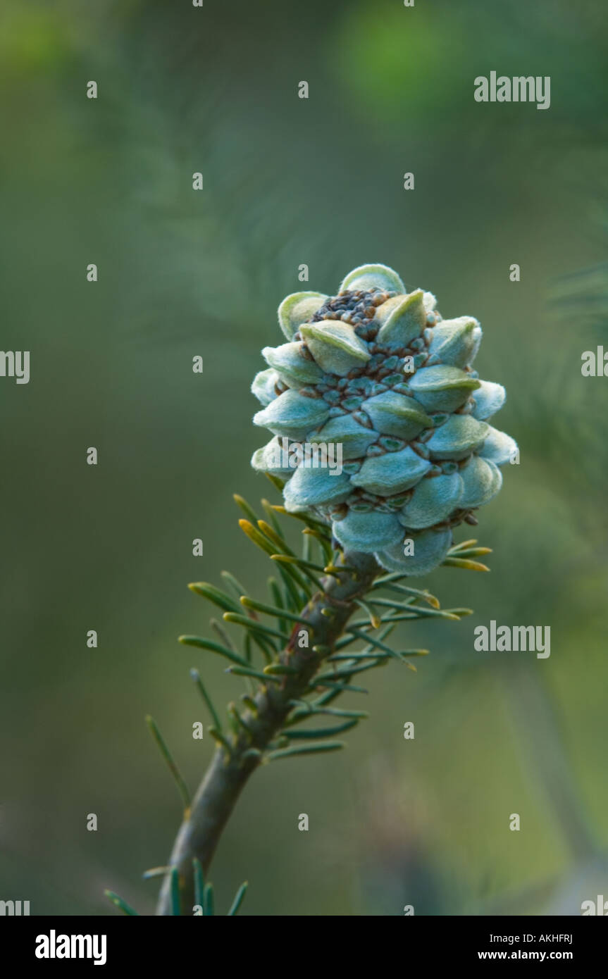Rosefruited Banksia (Banksia laricina) fruiting cones, Banksia Farm