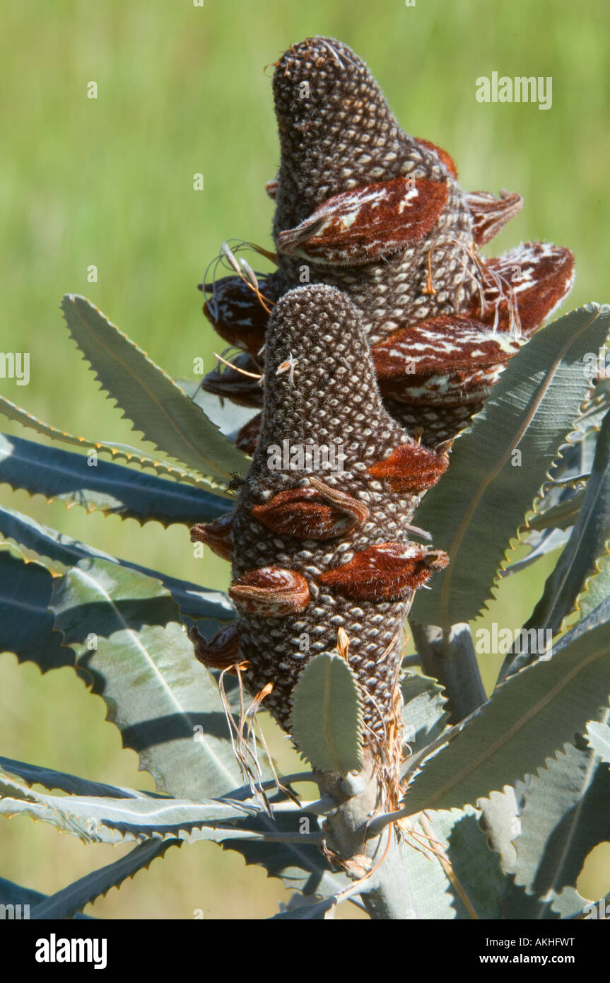 Firewood Banksia (Banksia menziesii) fruiting cone, developing