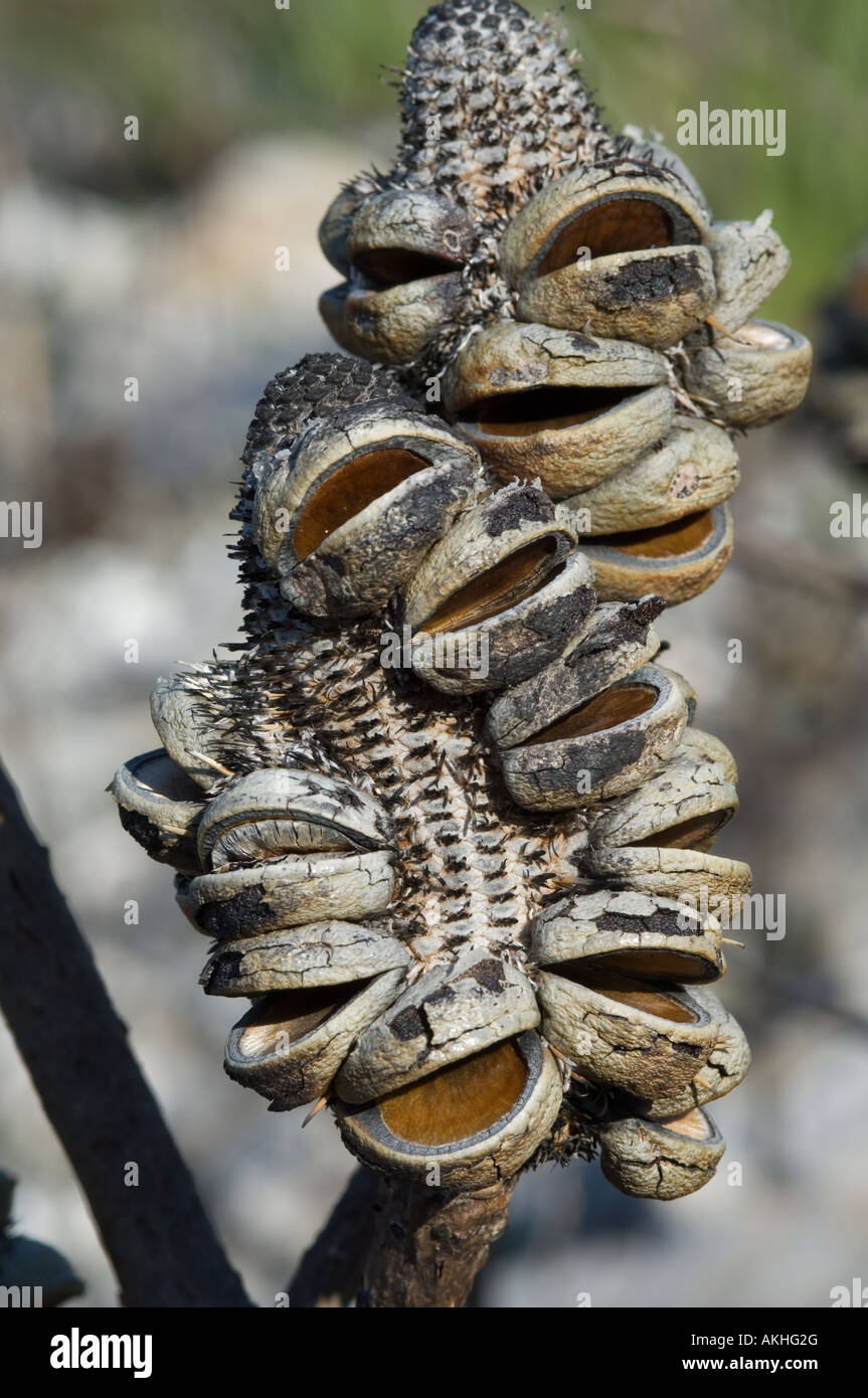 Western Mountain Banksia (Banksia oreophila) empty seed cones after fire, Fitzgerald River N.P., Western Australia, October Stock Photo