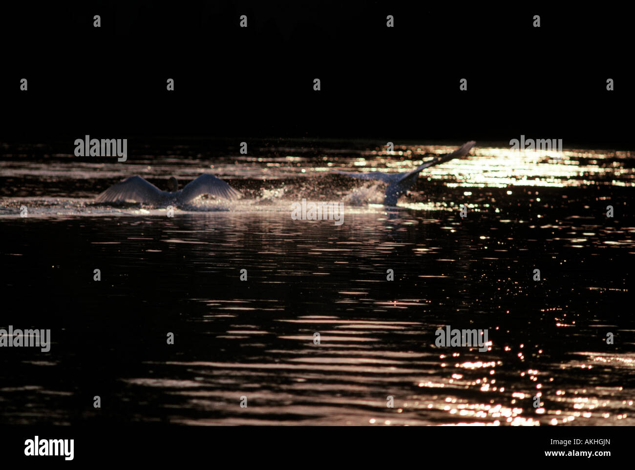 swan in flight on an irish river silhouetted against evening reflections, Stock Photo