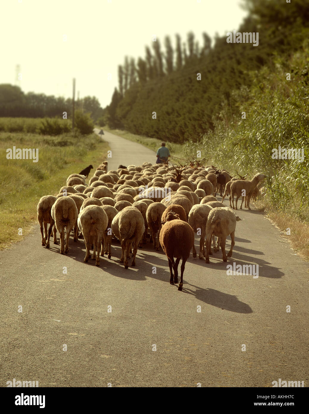 herd of sheep on road Stock Photo